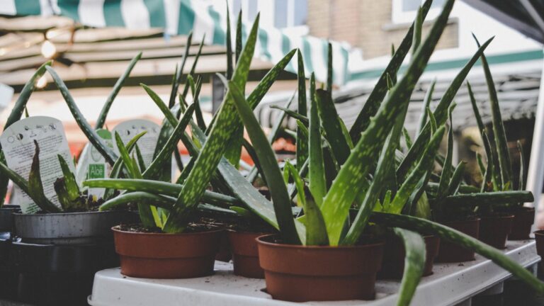 aloevera plants in pots on a balcony