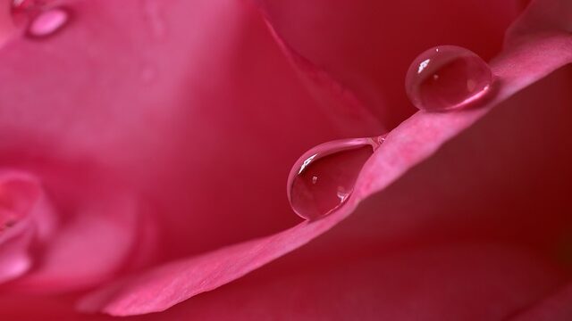 rosewater droplets falling off the petal of a rose